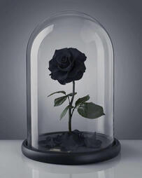 Black Rose. Black roses symbolize both endings and new beginnings, representing the hope for a positive future.